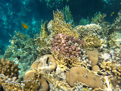 Euro-Divers Marsa Alam