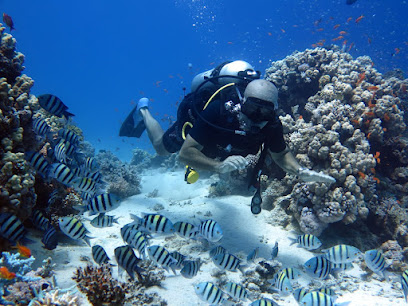 Butterfly diving
