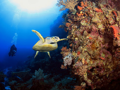 Egypt Dive - Centrum Nurkowe Hurghada - kursy nurkowania i nurkowania rekreacyjne w Hurghadzie