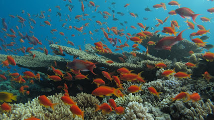 ucpa elgouna diving centre