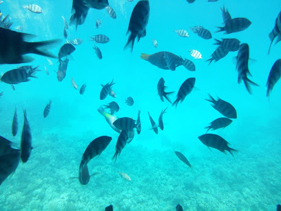 Seawolf Diving Safari