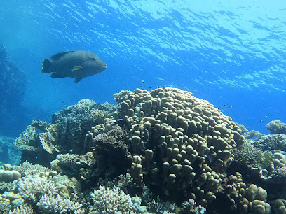 Red Sea Life Diving Center