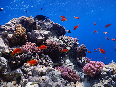3 TURTLES DIVING CENTER