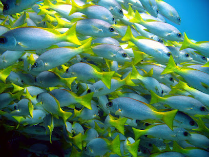 ScubaCaribe - Diving & Water Sports