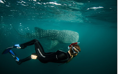 Dolphin Excursions Djibouti