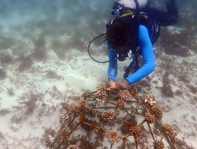 ReefoDivers