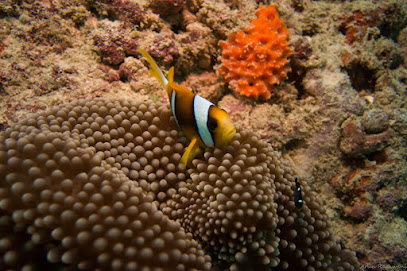 Diving Team Diani