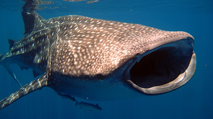 Madablu diving center in Madagascar