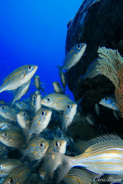 Diving World