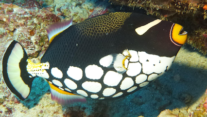 Dive Spirit Mauritius