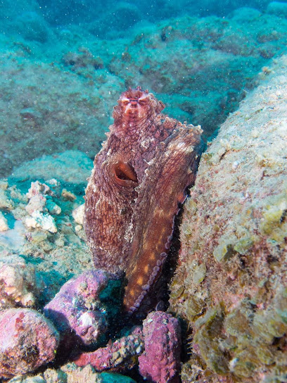 Ocean Divers Mauritius