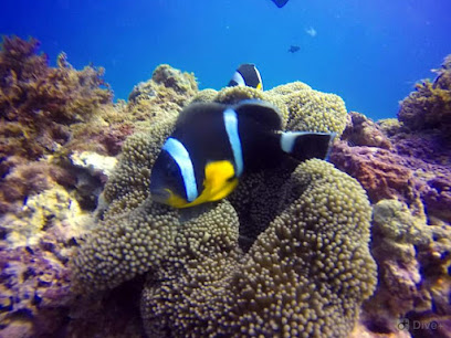 Blue Bay Divers Padi 5 Star Divecenter