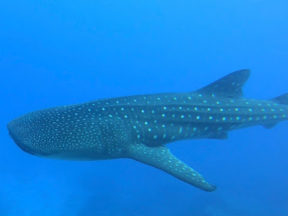 Octopus Diving Centre