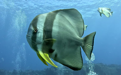 Scuba World Diving Mauritius- PADI 5 Star Dive Resort