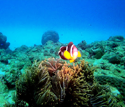 BLUE WORLD ADVENTURES - WESTIN TURTLE BAY DIVERS