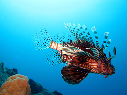 Captain Mimi's Diving Center
