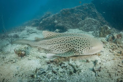 Oceana Dive Centre