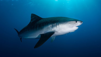 Back to Basics Adventures Scuba Diving
