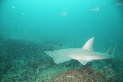 Aquaholics Barra Scuba and Activities