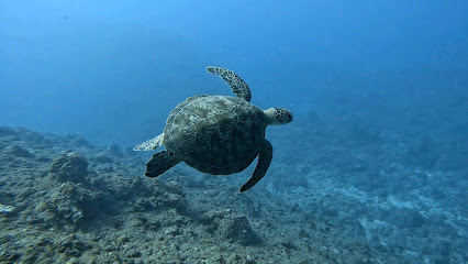 Corail Plongée : École de Plongée Saint Gilles La Reunion