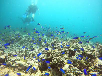 Ocean dream divers
