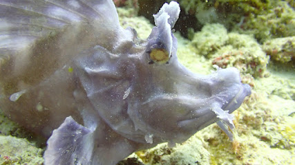 Diving Poseidon