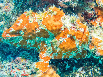 Spicy Divers Zanzibar