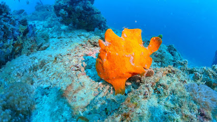 Lulu Dive Center