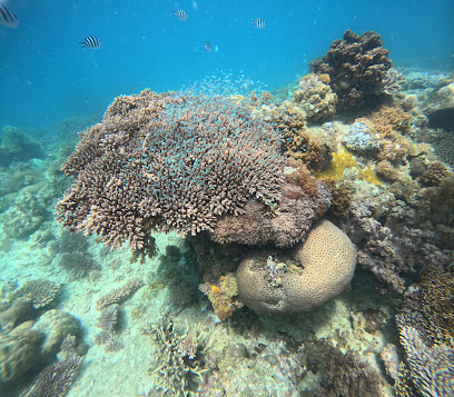 Awesome ocean diving