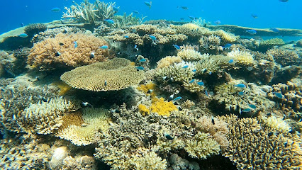 TGI Diving Zanzibar