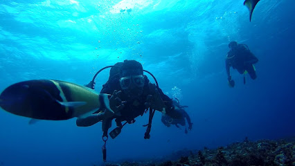 Easy Blue Divers