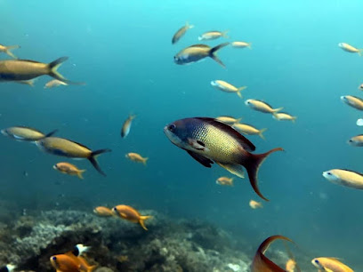 Aquatic Diving Zanzibar