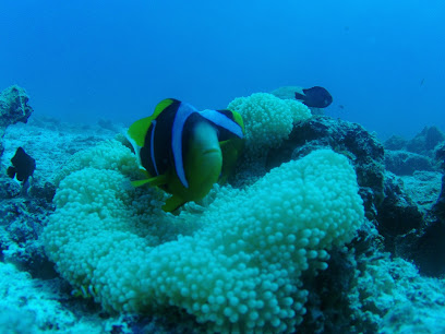 Dolphin divers zanzibar