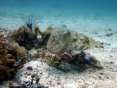 DiveTime Zanzibar - Jambiani
