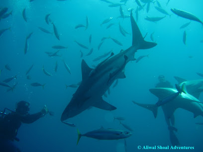 Aliwal Shoal Adventures