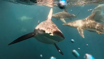 Aqua Planet Dive Centre and Charter, Protea Banks