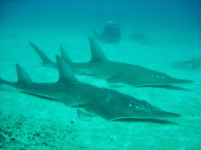 Diving In Africa
