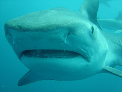 Aliwal Dive Centre