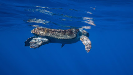 Freedom Diving Center (meeting point)
