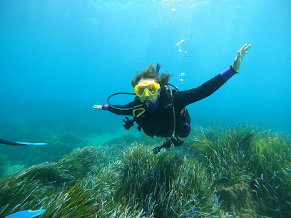 Sun Seals Divers