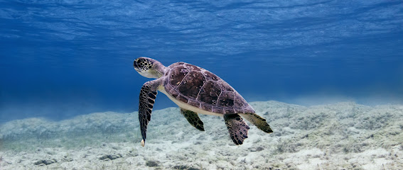 Cyprus Diving Center - Tauchen auf Zypern