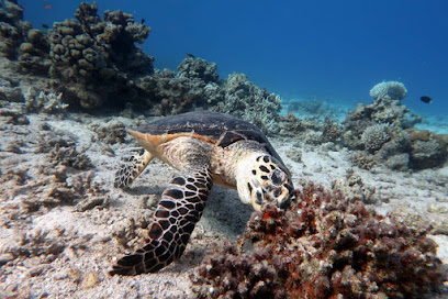 Lucky Divers Eilat