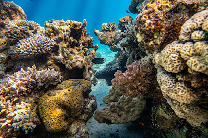 Diving Club - Divers Village