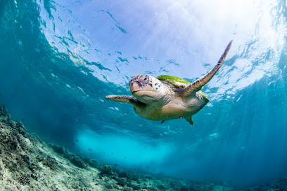 Pearl Dimaniyat Diving Center