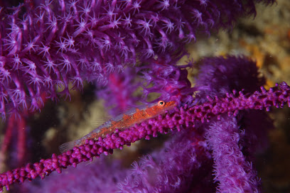 Extra Divers Qantab