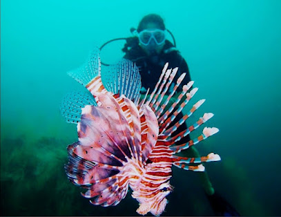 Ras Musandam Diver ( Padi 5* Dive Center)