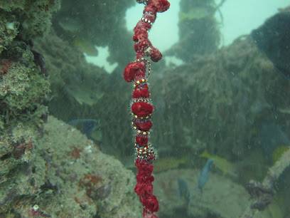 Yalla Dive Qatar