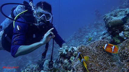 Descent Dive Club