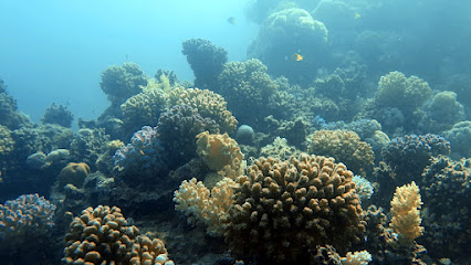 Saudi Diving Center