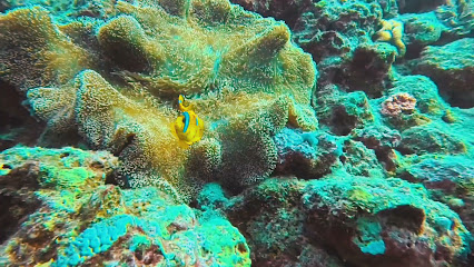 سكوبا السعودية Saudia Scuba